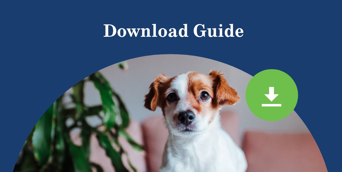 Dog friendly workplace preview